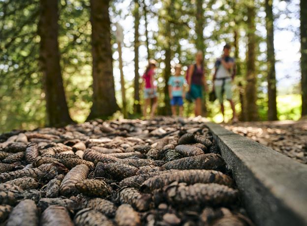 Forest bathing in Brand